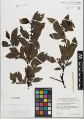 Foto von Salix mielichhoferi Saut.
